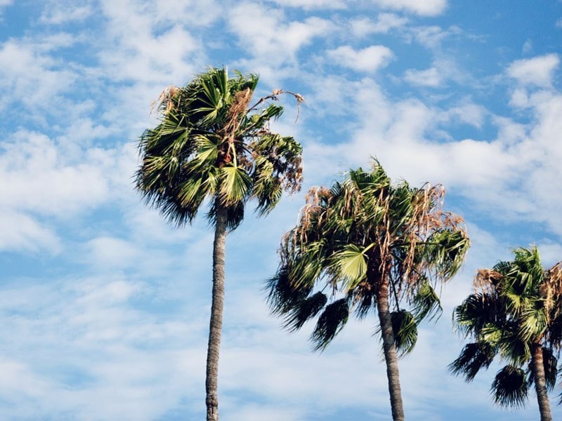 palm trees no crop necessary