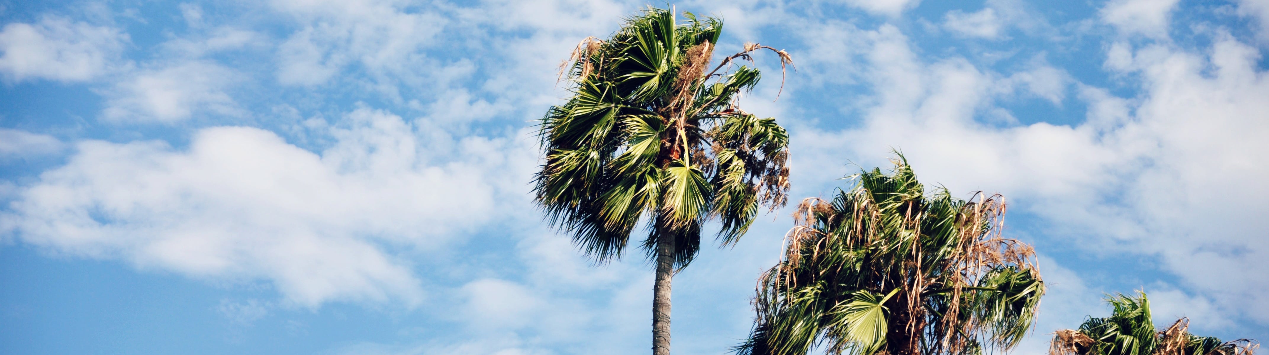 Trees at Lancaster drug rehab